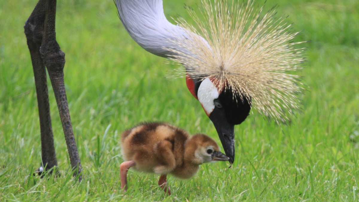Glücksboten in Gefahr: Der Kronenkranich ist das Zootier des Jahres 2026 - Foto: presseportal.de