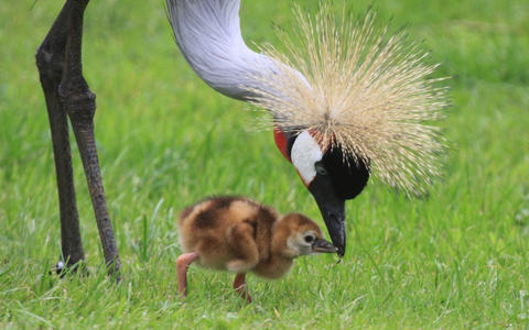 Glücksboten in Gefahr: Der Kronenkranich ist das Zootier des Jahres 2026 - Foto: presseportal.de