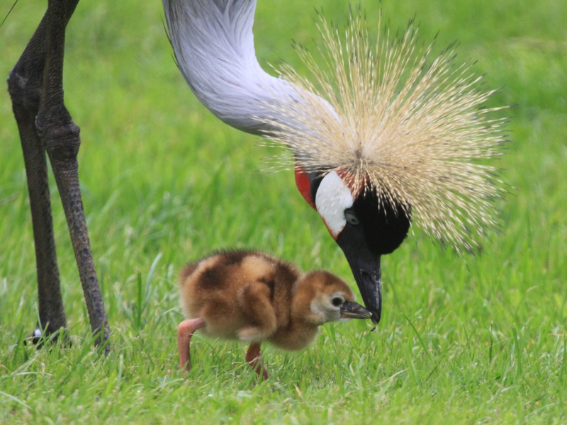 Glücksboten in Gefahr: Der Kronenkranich ist das Zootier des Jahres 2026 - Foto: presseportal.de
