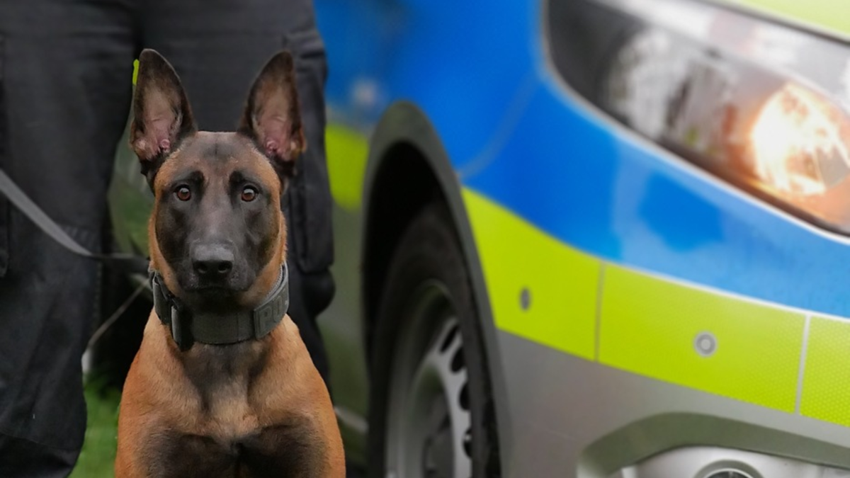 POL-HA: Diensthündin Pixel stellt Einbrecher und zieht ihn am Arm aus einem Schrank - Foto: presseportal.de