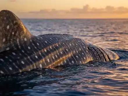 CITES und Hochsee-Vertrag verschärfen Artenschutz weltweit - Foto: über boerse-global.de