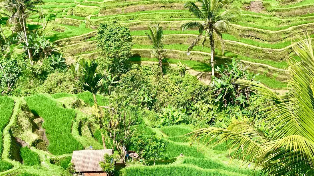 Bali ist bei Urlaubern aus aller Welt wegen seiner herrlichen Landschaften und idyllischen Reisterrassen beliebt. (Archivbild) - Bild: Carola Frentzen/dpa
