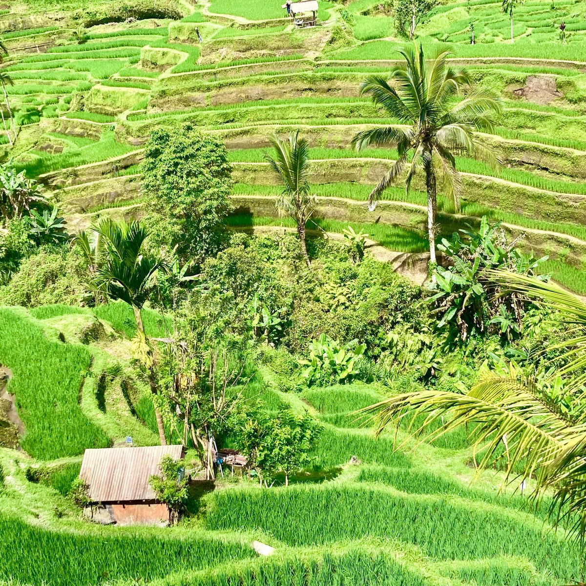 Bali ist bei Urlaubern aus aller Welt wegen seiner herrlichen Landschaften und idyllischen Reisterrassen beliebt. (Archivbild) - Foto: Carola Frentzen/dpa