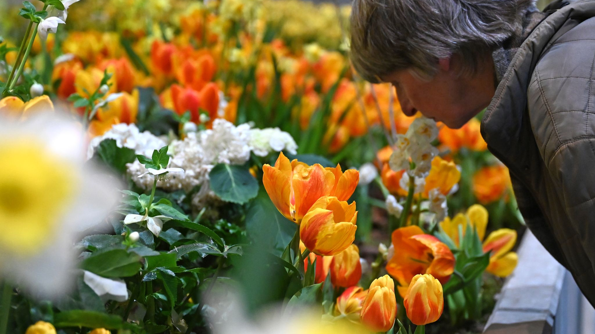 Die Besucherzahl auf der diesjährigen Woche übertraf die Erwartungen deutlich. (Archivbild) - Foto: Elisa Schu/dpa