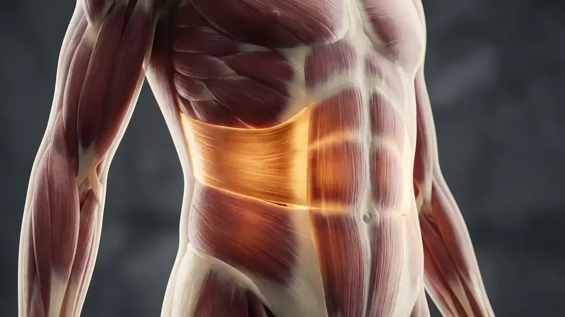Transversus Abdominis: Der geheime Kraftgürtel für Ihren Rücken - Bild: über boerse-global.de