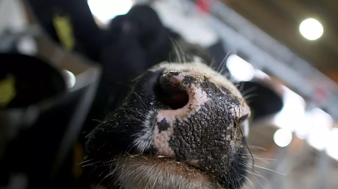 Erstmals sind in Europa bei einer Kuh Antikörper gegen die Vogelgrippe festgestellt worden. (Symbolbild) - Bild: Oliver Berg/dpa