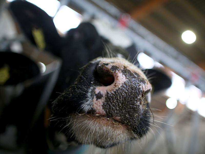 Erstmals sind in Europa bei einer Kuh Antikörper gegen die Vogelgrippe festgestellt worden. (Symbolbild) - Foto: Oliver Berg/dpa