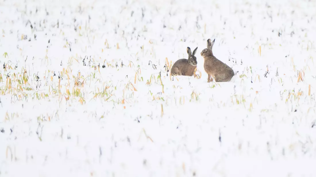Trotz Schneefall war vor allem der Dezember nach Experteneinschätzung bislang zu trocken in Deutschland. (Symbolbild) - Bild: Julian Stratenschulte/dpa