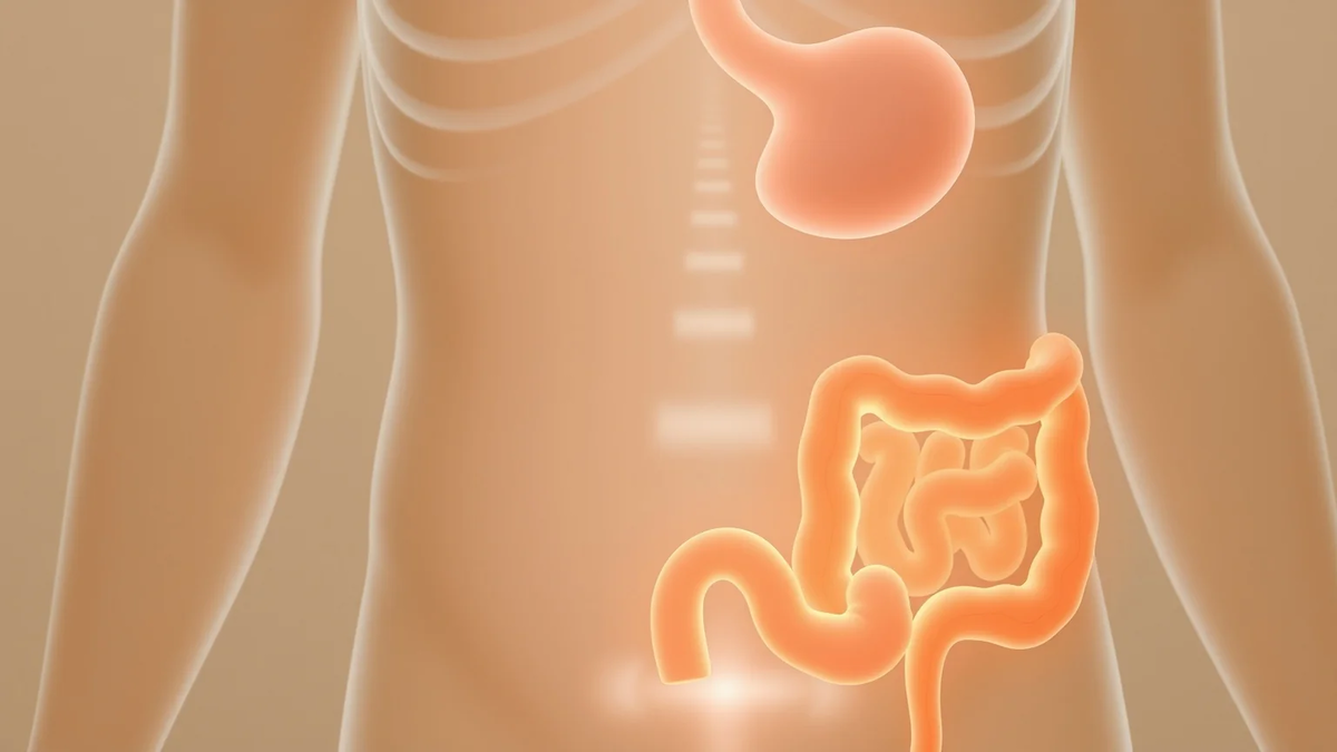 Gastrokolischer Reflex: Warum der Drang nach dem Frühstück kommt - Foto: über boerse-global.de
