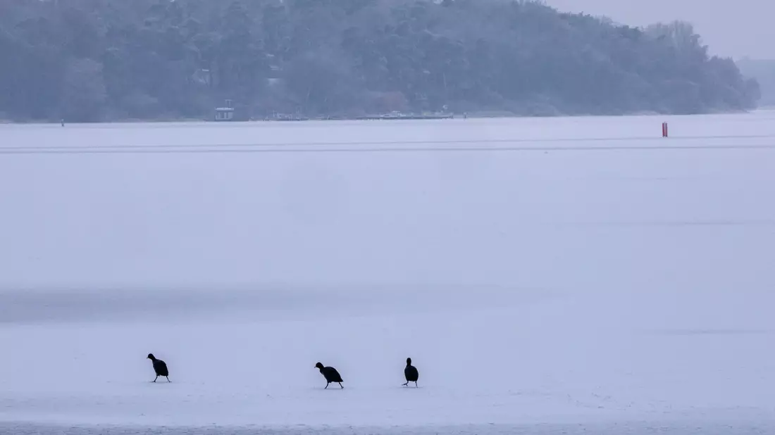 Blässhühner sind auf der komplett vereisten Müritz bei der Futtersuche unterwegs.  - Bild: Jens Büttner/dpa