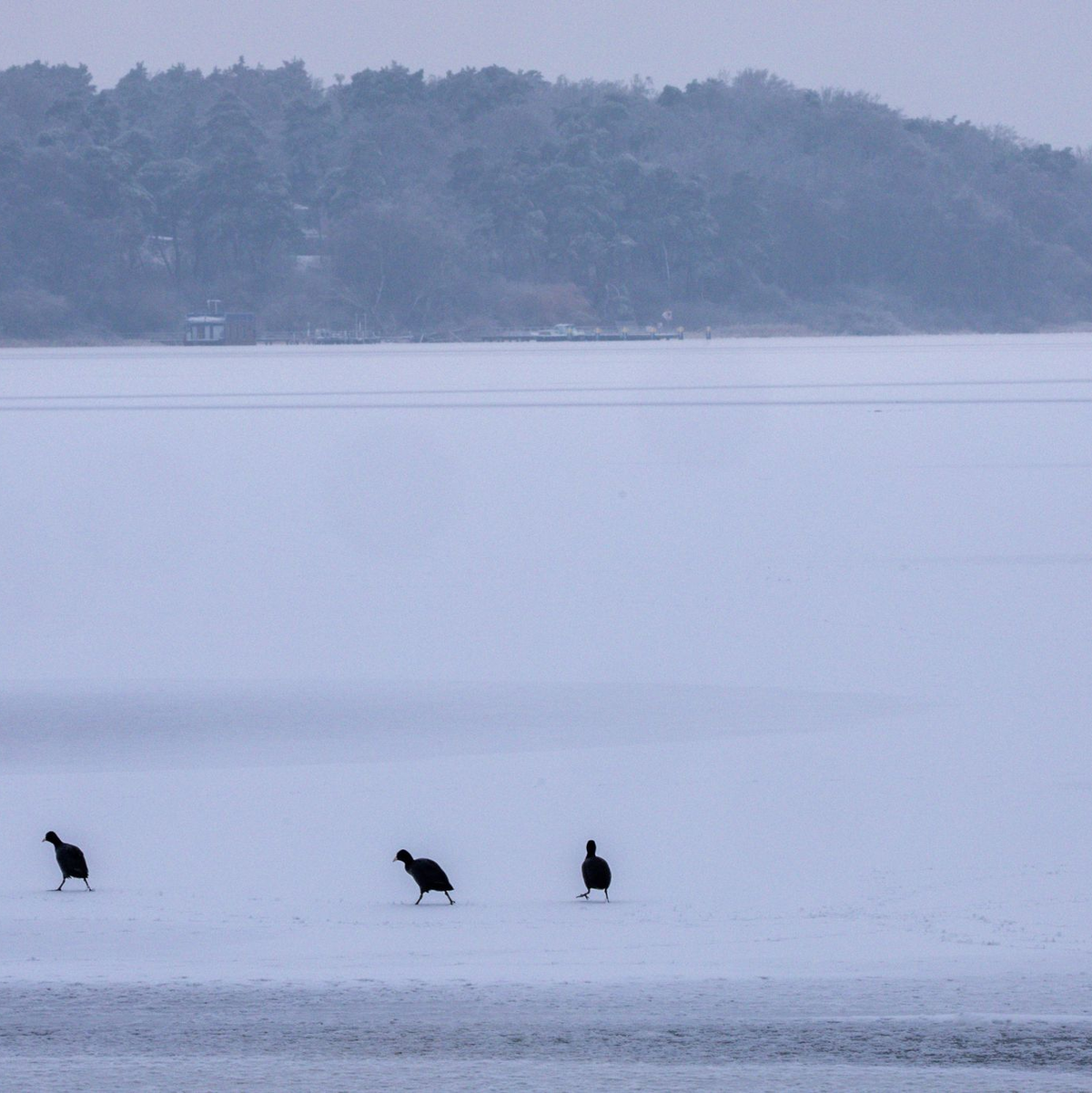 Blässhühner sind auf der komplett vereisten Müritz bei der Futtersuche unterwegs.  - Foto: Jens Büttner/dpa