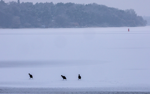 Blässhühner sind auf der komplett vereisten Müritz bei der Futtersuche unterwegs.  - Foto: Jens Büttner/dpa