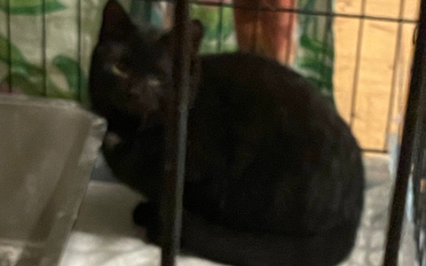 FW Dinslaken: Tierrettung in Dinslaken - Drei Katzen aus Versorgungsschacht gerettet - Foto: presseportal.de