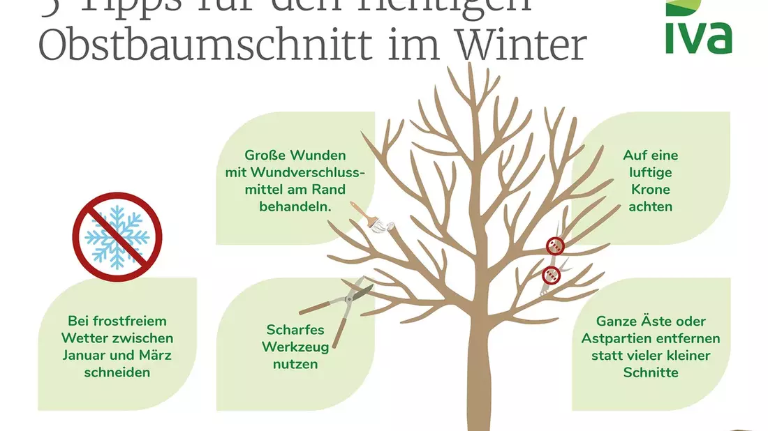 Winterschnitt bei Obstbäumen: Jetzt die Grundlage für gesunde Bäume und gute Ernten schaffen - Bild: presseportal.de