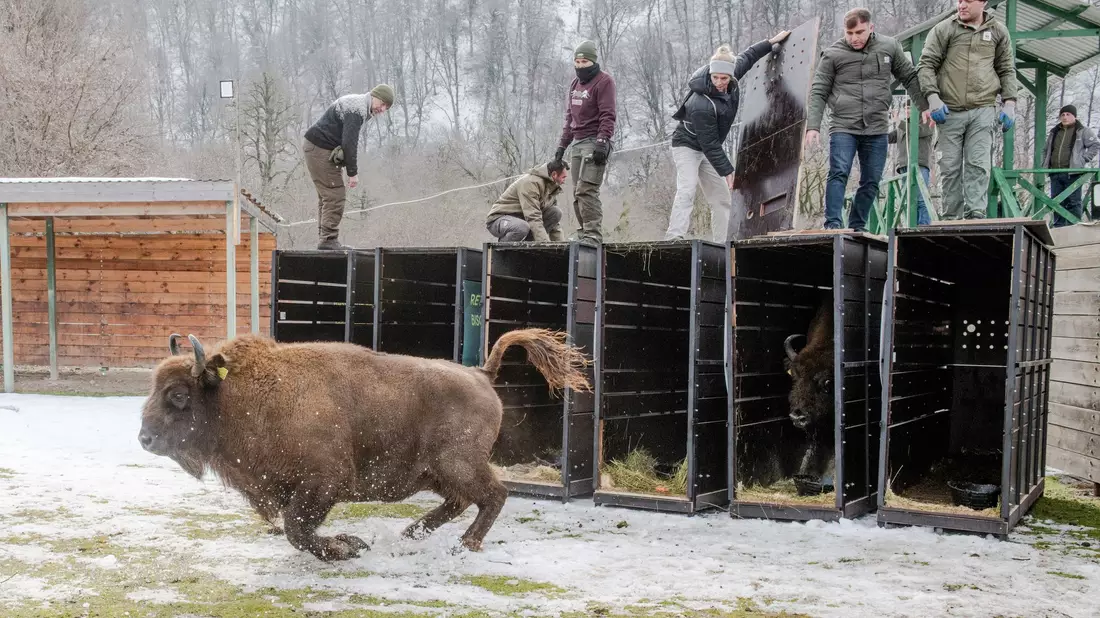 Schnell raus aus der Kiste - das Leben in Freiheit ist für die Tiere neu (Handoutbilder). - Bild: Emil Khalilov/Zoo Berlin/dpa