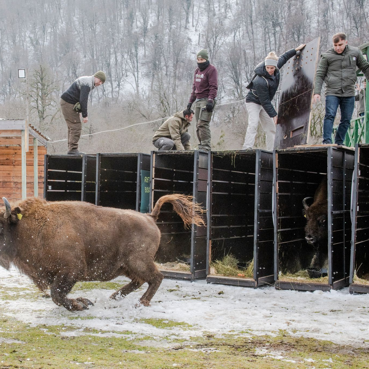 Schnell raus aus der Kiste - das Leben in Freiheit ist für die Tiere neu (Handoutbilder). - Foto: Emil Khalilov/Zoo Berlin/dpa
