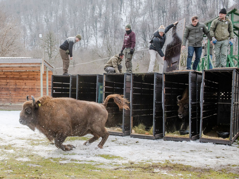 Schnell raus aus der Kiste - das Leben in Freiheit ist für die Tiere neu (Handoutbilder). - Foto: Emil Khalilov/Zoo Berlin/dpa