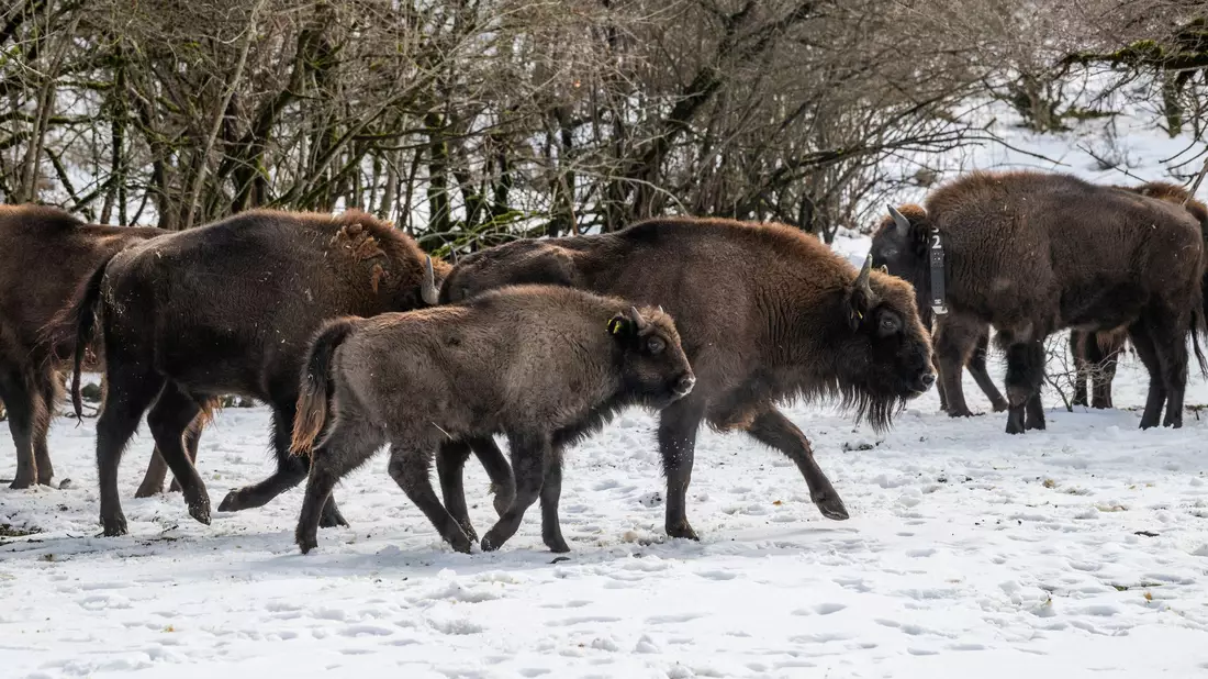 Mit dem Neuzuwachs aus Berlin und NRW leben in dem Nationalpark nun rund 90 Wisente (Handoutbilder). - Bild: Emil Khalilov/Zoo Berlin/dpa