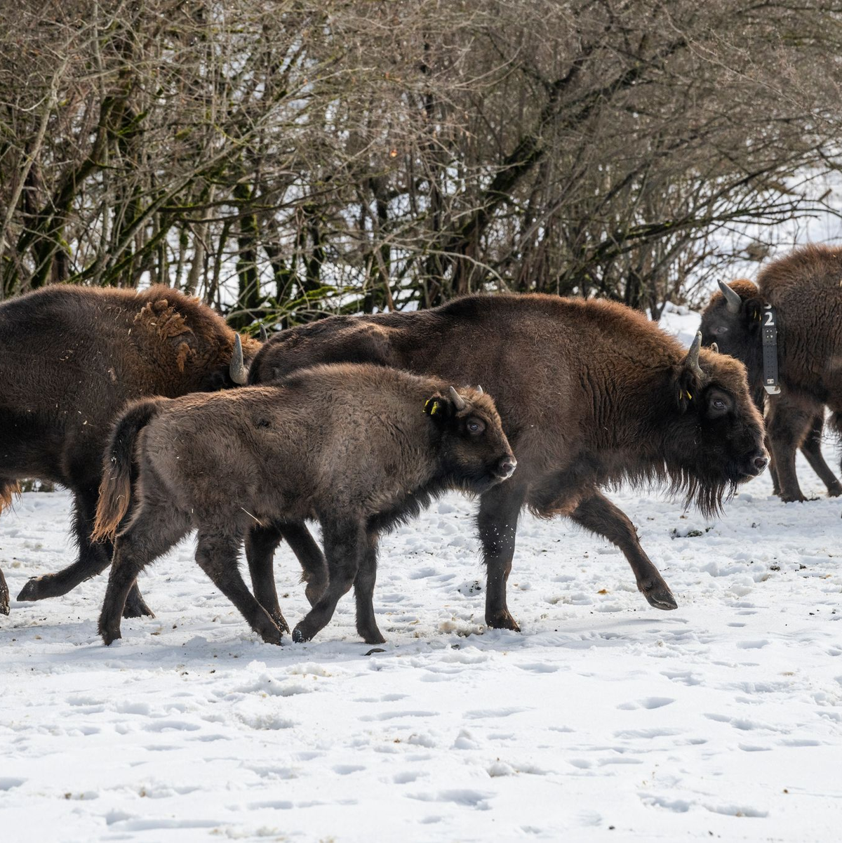 Mit dem Neuzuwachs aus Berlin und NRW leben in dem Nationalpark nun rund 90 Wisente (Handoutbilder). - Foto: Emil Khalilov/Zoo Berlin/dpa