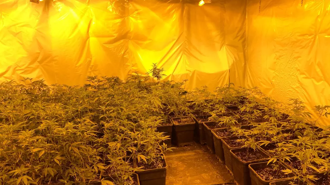 POL-BOR: Ahaus - Cannabisplantage in Wohn-/Geschäftshaus entdeckt - Tatverdächtiger festgenommen - Bild: presseportal.de