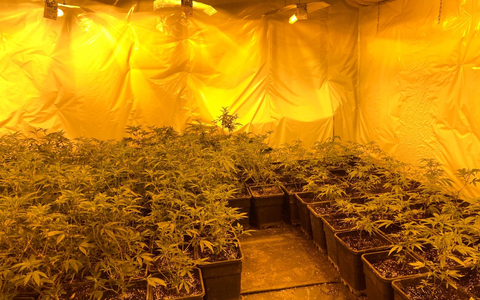 POL-BOR: Ahaus - Cannabisplantage in Wohn-/Geschäftshaus entdeckt - Tatverdächtiger festgenommen - Foto: presseportal.de