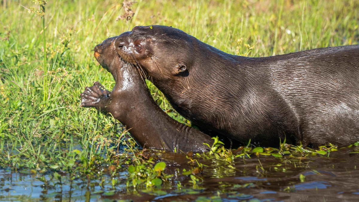 Zoos setzen sich für bedrohte Feuchtgebiete ein / Zum Welttag der Feuchtgebiete am 2. Februar zeigen moderne Zoos, wie Artenschutz in Feuchtlebensräumen funktioniert - Foto: presseportal.de