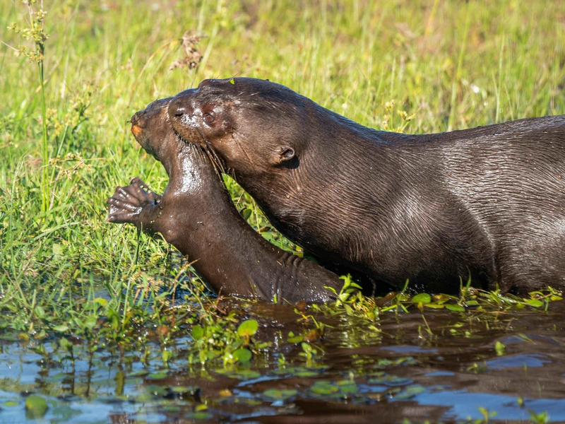 Zoos setzen sich für bedrohte Feuchtgebiete ein / Zum Welttag der Feuchtgebiete am 2. Februar zeigen moderne Zoos, wie Artenschutz in Feuchtlebensräumen funktioniert - Foto: presseportal.de