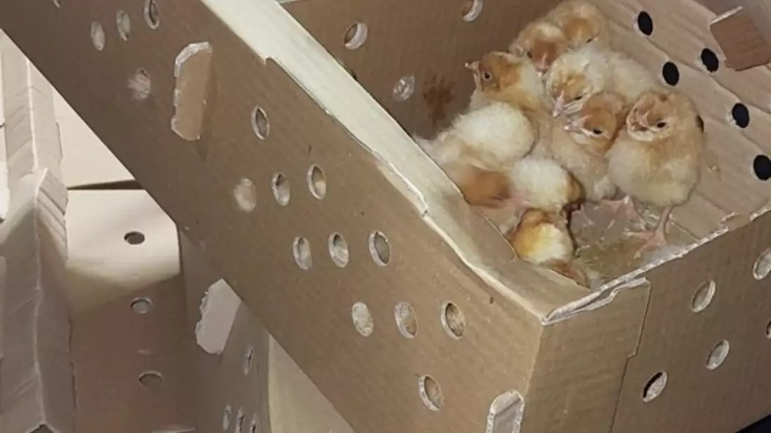 BPOL-KL: Grenzkontrolle deckt Tiertransport mit 1020 Küken auf - Bild: presseportal.de