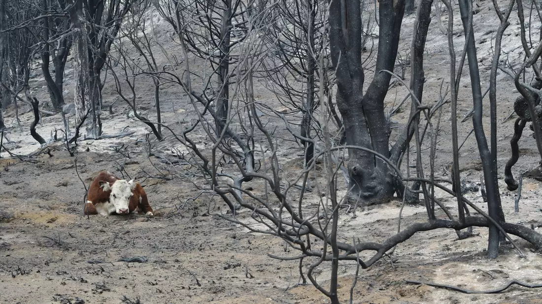 Der Notstand soll die Waldbrandbekämpfung effektiver gestalten. (Archivbild) - Bild: Nicolas Palacios/AP/dpa