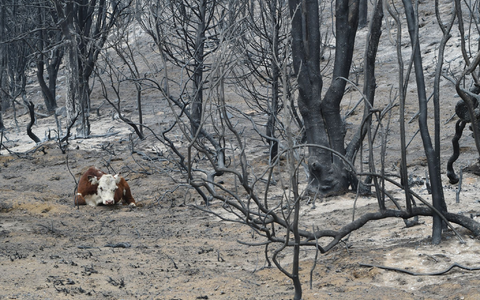 Der Notstand soll die Waldbrandbekämpfung effektiver gestalten. (Archivbild) - Foto: Nicolas Palacios/AP/dpa