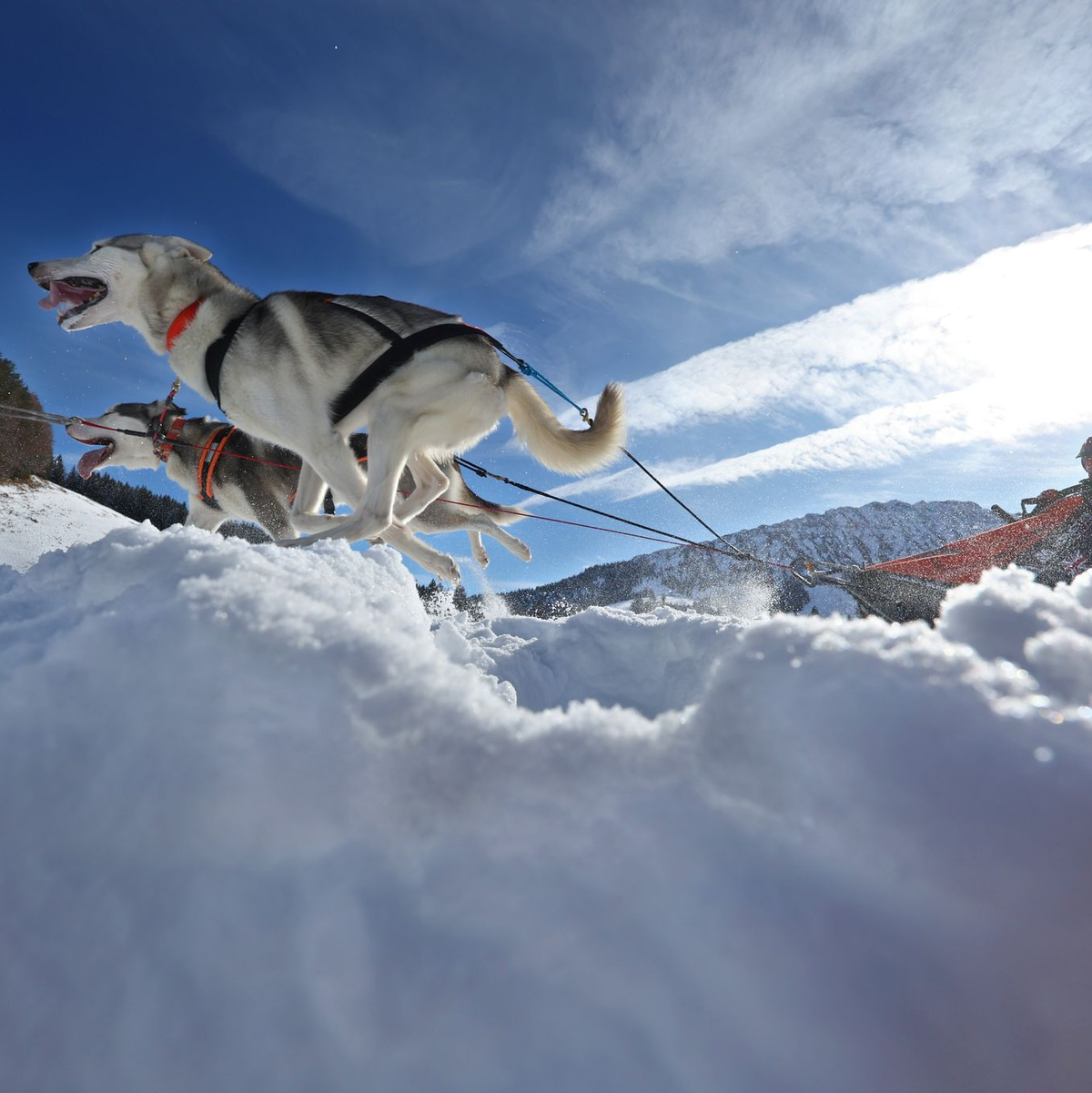 Teams aus etlichen Ländern in Europas gingen im bayerisch-österreichischen Grenzgebiet an den Start. - Foto: Karl-Josef Hildenbrand/dpa