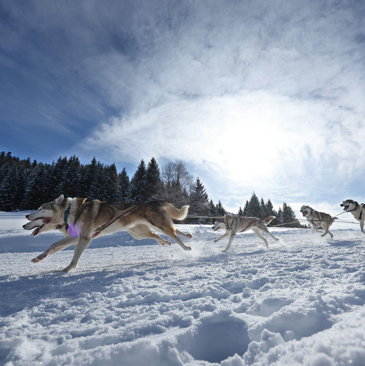 Teams aus etlichen Ländern in Europas gingen im bayerisch-österreichischen Grenzgebiet an den Start. - Foto: Karl-Josef Hildenbrand/dpa