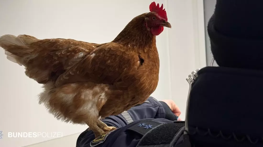 Bundespolizeidirektion München: Gefiederter Gast im Fundbüro / Bundespolizei kümmert sich um Huhn Henrietta - Bild: presseportal.de