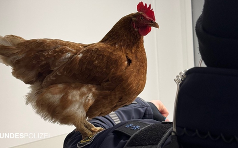 Bundespolizeidirektion München: Gefiederter Gast im Fundbüro / Bundespolizei kümmert sich um Huhn Henrietta - Foto: presseportal.de