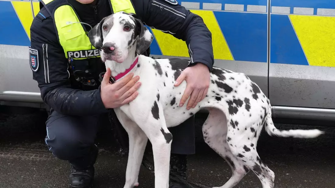 LPI-EF: Hund in Obhut genommen - Polizei und Tierheim suchen Halter - Bild: presseportal.de