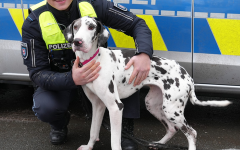 LPI-EF: Hund in Obhut genommen - Polizei und Tierheim suchen Halter - Foto: presseportal.de