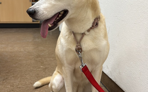 POL-PDKH: Ergänzung zur Pressemitteilung der PI Bad Kreuznach vom 02.02.2026 - 20:19 - Foto: presseportal.de