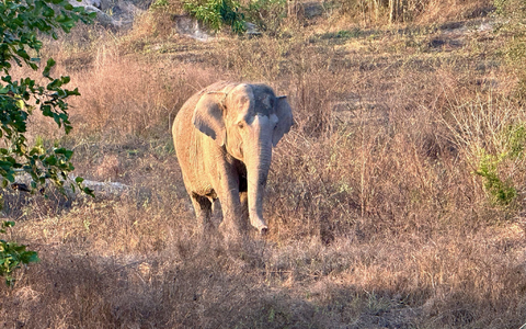 Asiatische Elefanten gelten als stark bedroht. (Archivbild) - Foto: Carola Frentzen/dpa