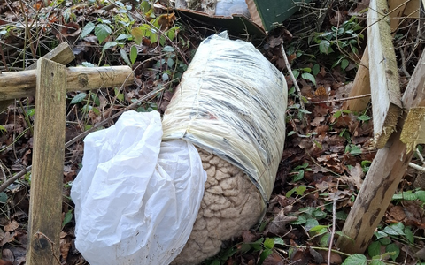 POL-UL: (BC) Ingoldingen - Tierabfälle am Waldrand entsorgt / Am Montag fand eine Spaziergängerin bei Ingoldingen Säcke mit Tierresten eines Schafes. Die hatte ein Unbekannter in den vergangen Tagen entsorgt. - Foto: presseportal.de