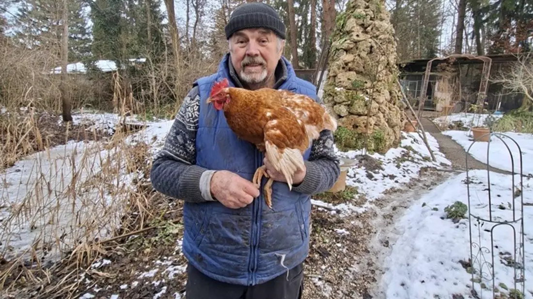 Tierische Marotte: entlaufenes Huhn Henrietta trampt gern / Gerhard Wendl vom Vogelnotruf in Olching im Gespräch mit SWR3 / Happy End: Besitzerin identifiziert Huhn mittels Fotovergleich - Bild: presseportal.de