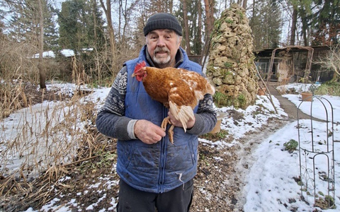 Tierische Marotte: entlaufenes Huhn Henrietta trampt gern / Gerhard Wendl vom Vogelnotruf in Olching im Gespräch mit SWR3 / Happy End: Besitzerin identifiziert Huhn mittels Fotovergleich - Foto: presseportal.de