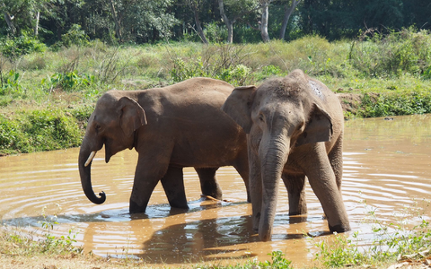 Asiatische Elefanten verlieren immer mehr ihres ursprünglichen Lebensraums. (Archivbild) - Foto: Carola Frentzen/dpa