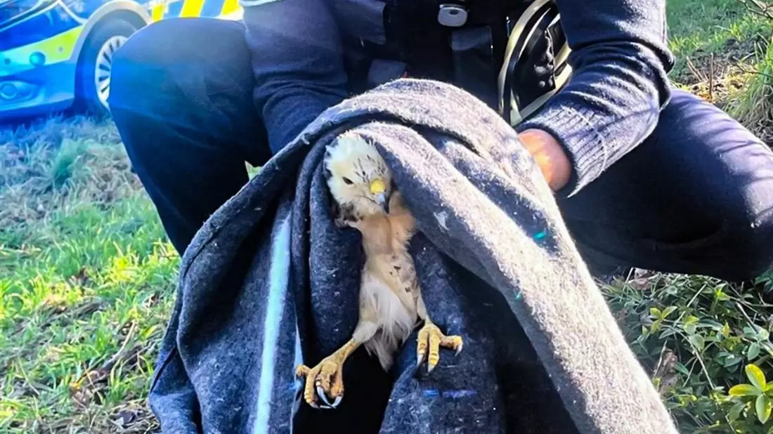 POL-WES: Hamminkeln - Mäusebussard nach Unfall eingefangen - Bild: presseportal.de