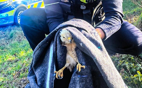 POL-WES: Hamminkeln - Mäusebussard nach Unfall eingefangen - Foto: presseportal.de