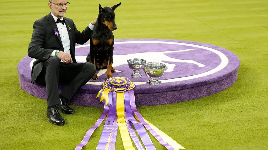 «Penny», die Dobermann-Dame, ist die 42. weibliche Gewinnerin in der 150 Jahre alten Geschichte des Westminster-Hundewettbewerbs.  - Bild: Yuki Iwamura/AP/dpa