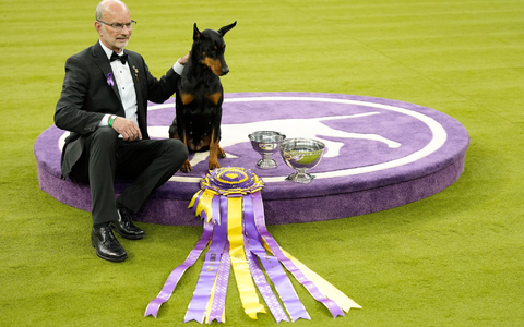 «Penny», die Dobermann-Dame, ist die 42. weibliche Gewinnerin in der 150 Jahre alten Geschichte des Westminster-Hundewettbewerbs. - Foto: Yuki Iwamura/AP/dpa «Penny», die Dobermann-Dame, ist die 42. weibliche Gewinnerin in der 150 Jahre alten Geschichte des Westminster-Hundewettbewerbs. - Foto: Yuki Iwamura/AP/dpa