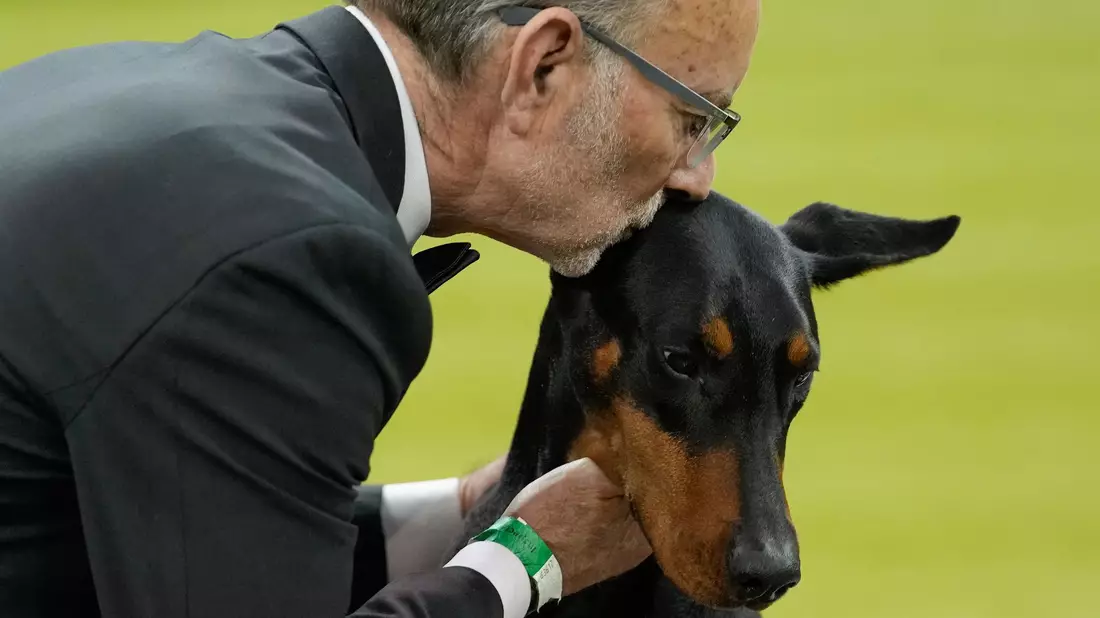 Wer bei der weltberühmten Westminster-Hundeshow den wichtigsten Preis gewinnt, wird oft zu einem Star.  - Bild: Yuki Iwamura/AP/dpa