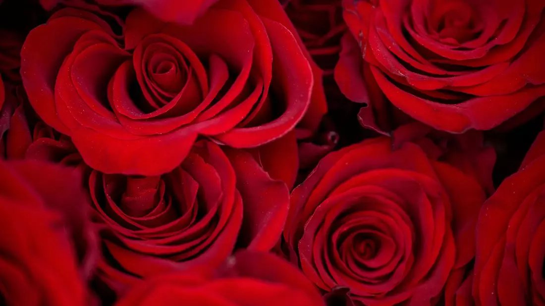 Rosen zählen zu den beliebtesten Valentinstagsgeschenken. - Bild: Pia Bayer/dpa