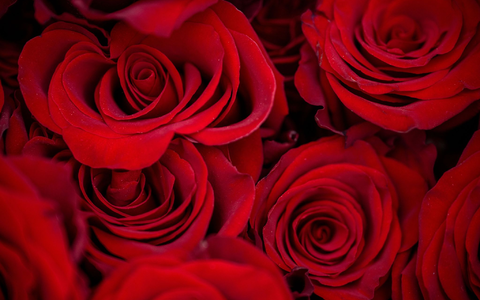 Rosen zählen zu den beliebtesten Valentinstagsgeschenken. - Foto: Pia Bayer/dpa