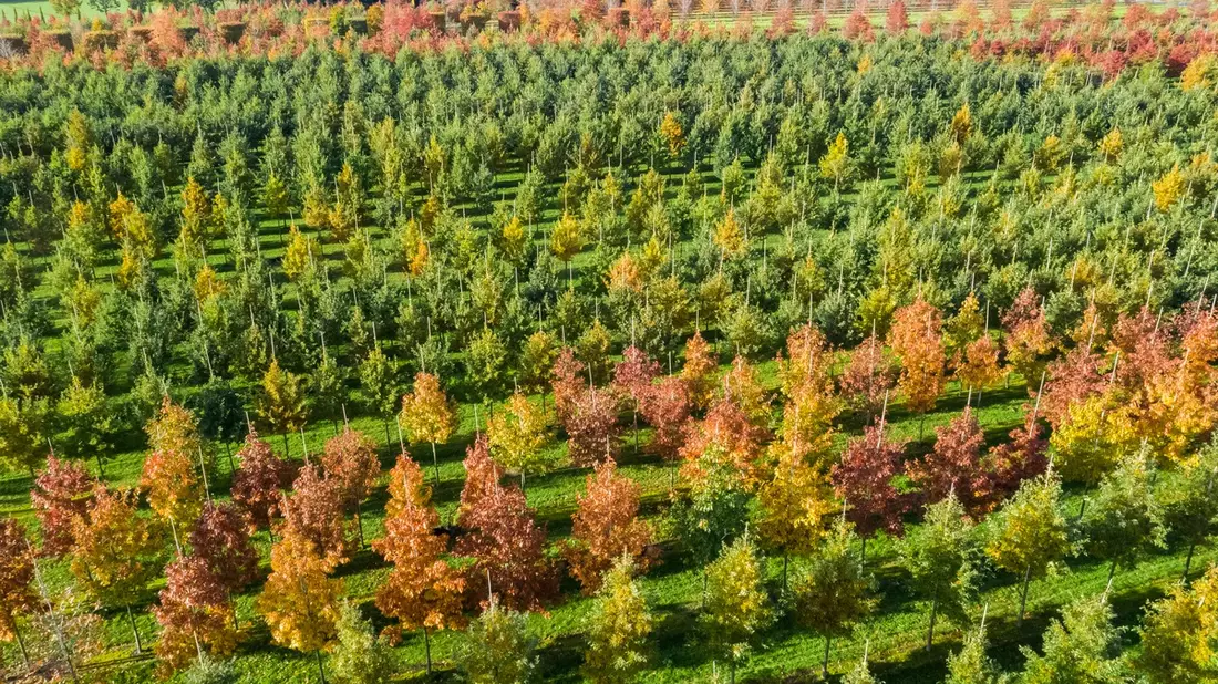 BdB: CO2-Bonus muss dort ansetzen, wo echte CO2-Senken entstehen - in den Baumschulen - Bild: presseportal.de